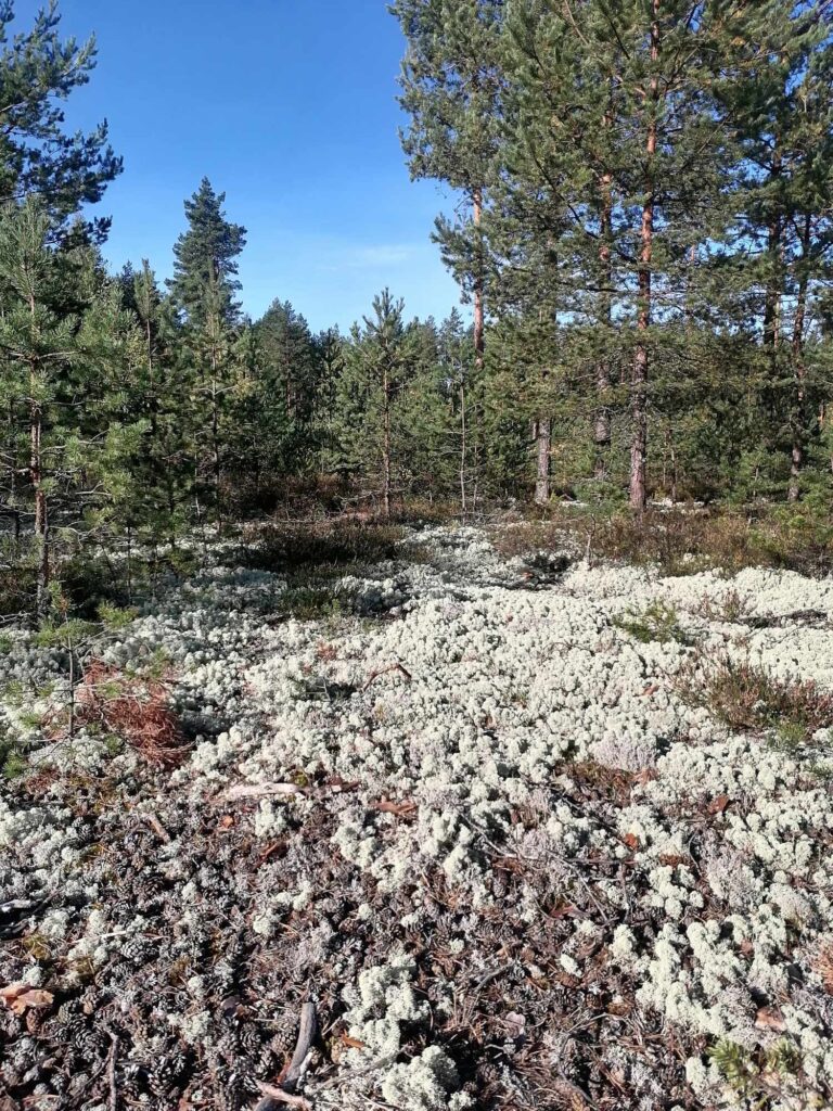 Sammaldunud mets Värskas